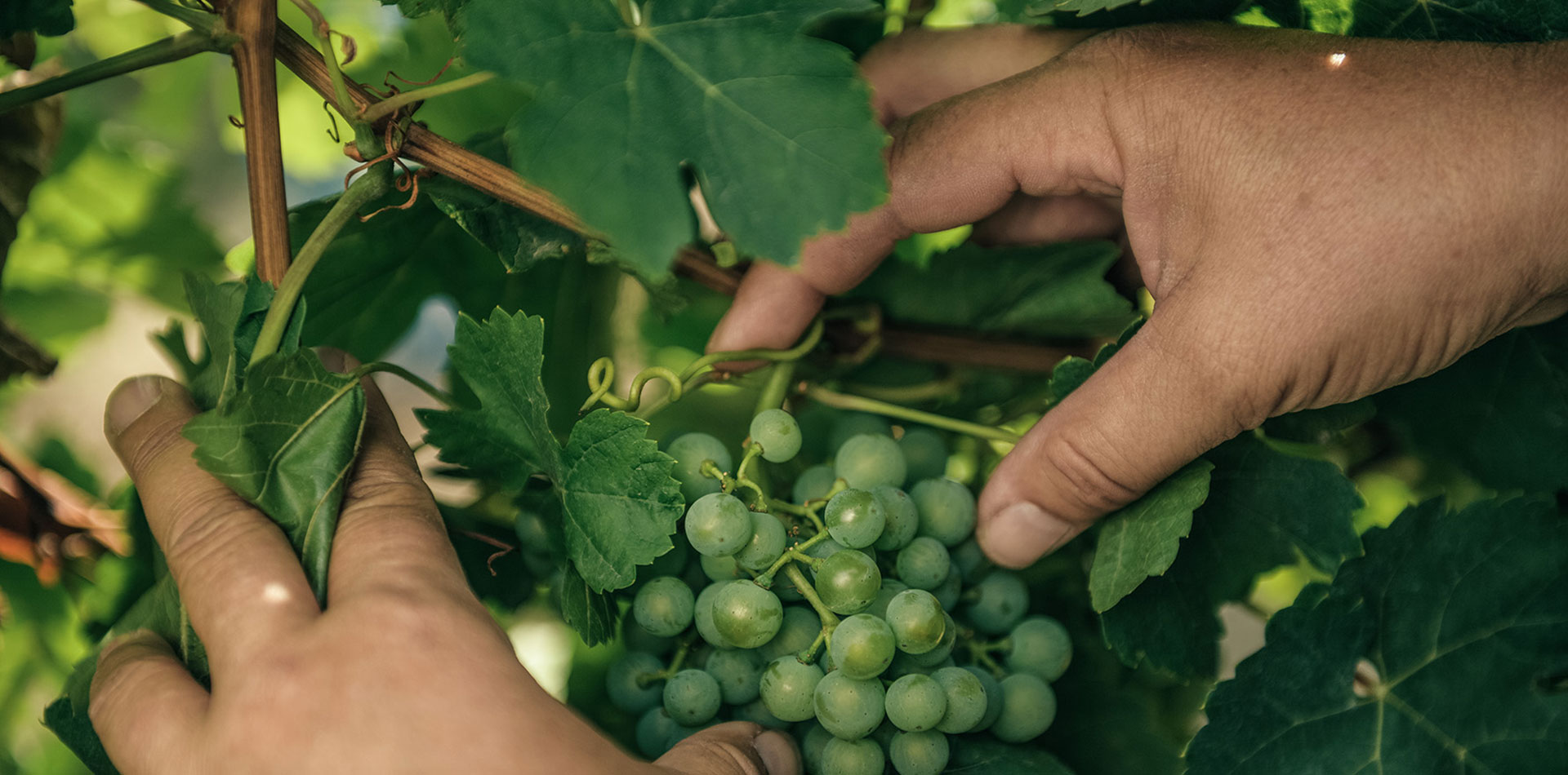 Weingut Heike Lingenfelder