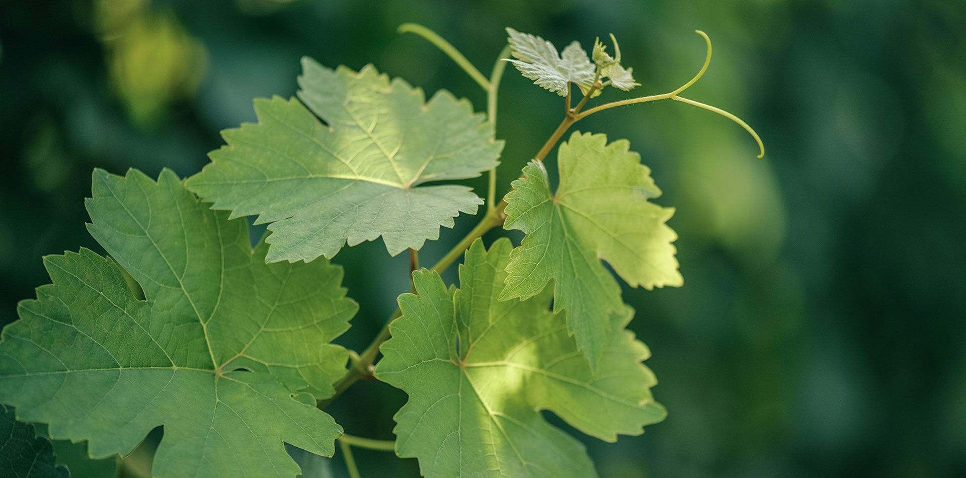 Weingut Heike Lingenfelder