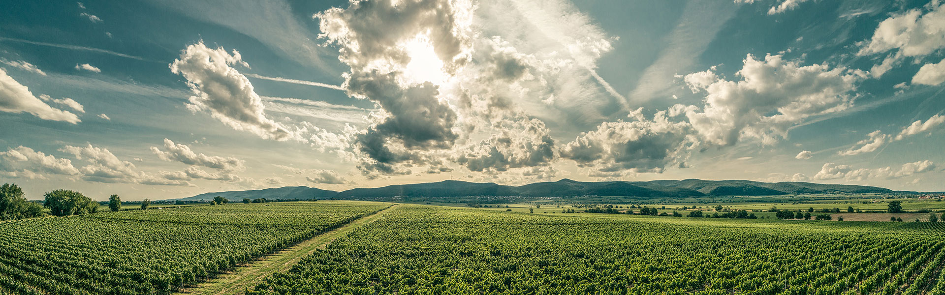 Weingut Heike Lingenfelder