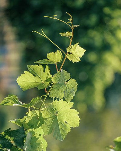 Weinkeller - Weingut Lingenfelder