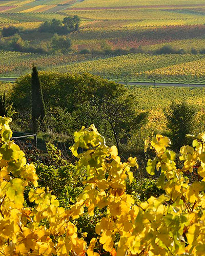 Weinkeller - Weingut Lingenfelder