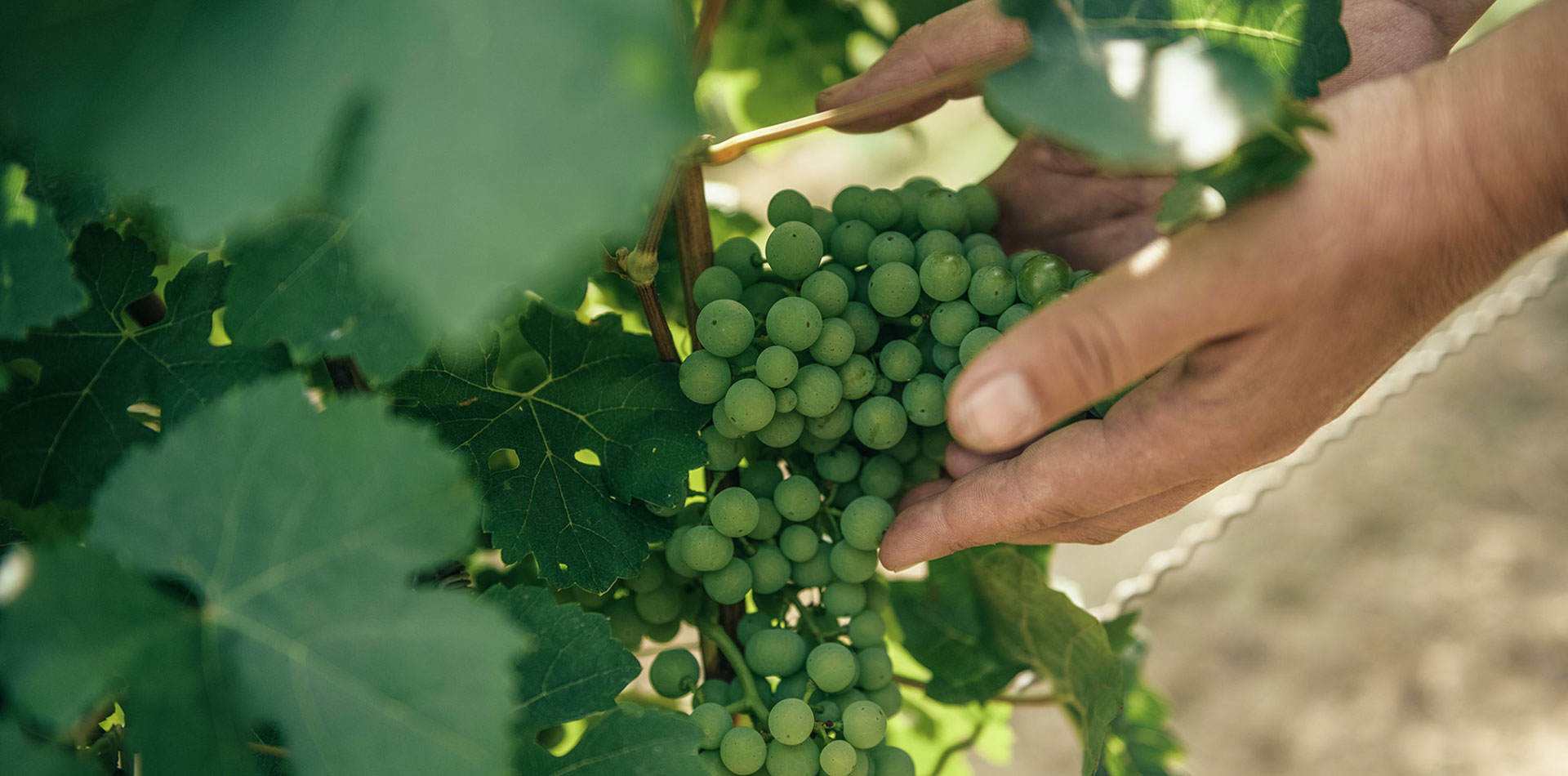 Weingut Heike Lingenfelder